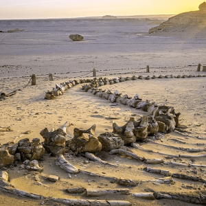 Fayoum Oasis Adventure