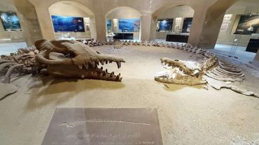 Fayoum Oasis Day Tour from Cairo: 2026 Guide to Wadi El Rayan, Magic Lake & Whale Valley