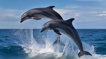 Dolphin House Hurghada: 2026 Snorkeling Yacht Cruise & Marine Life Guide