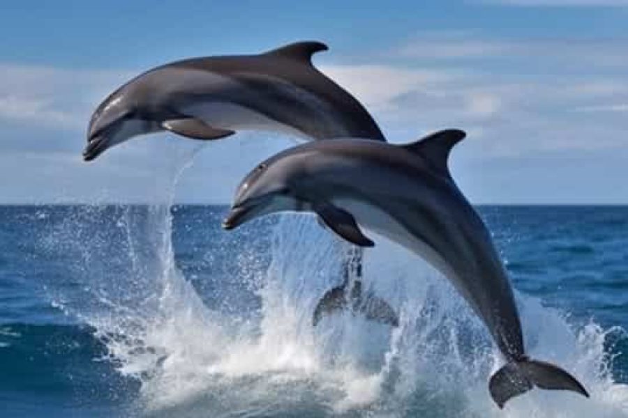 Dolphin House Hurghada Trip – Swimming Adventure with Dolphins in the Heart of the Red Sea