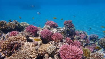 Flug nach Hurghada: 5 Perfekte Deals für Ihren Urlaub