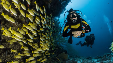 Red Sea diving with coral reefs and marine life